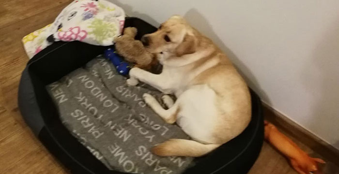 Labrador Leo