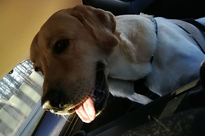 Labrador Leo