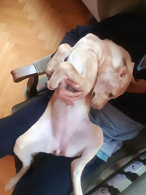 Mela