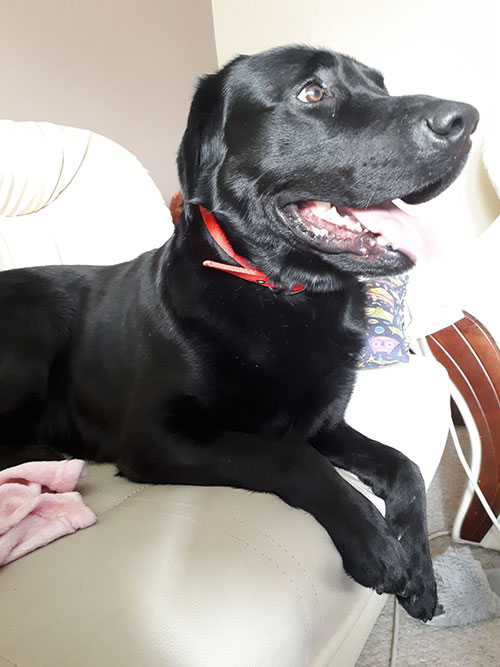 Labrador Cziko