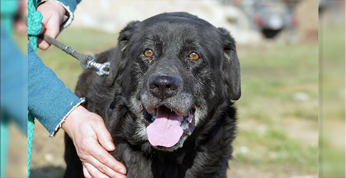 Baron, labrador do adopcji