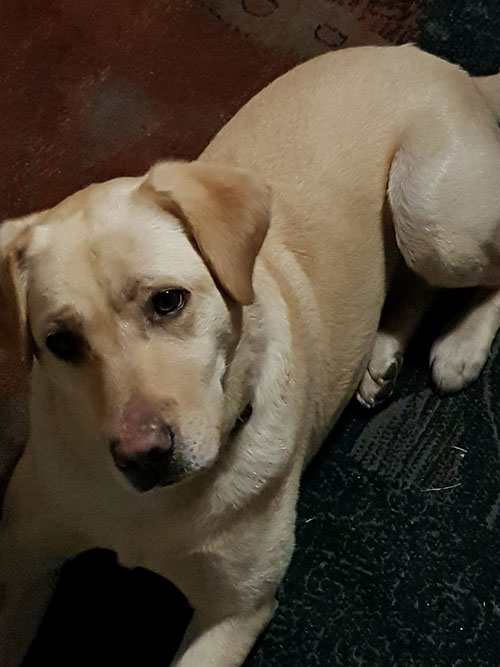 Luna, labradorka do adopcji