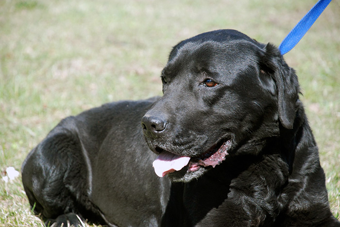Konan, labrador do adopcji