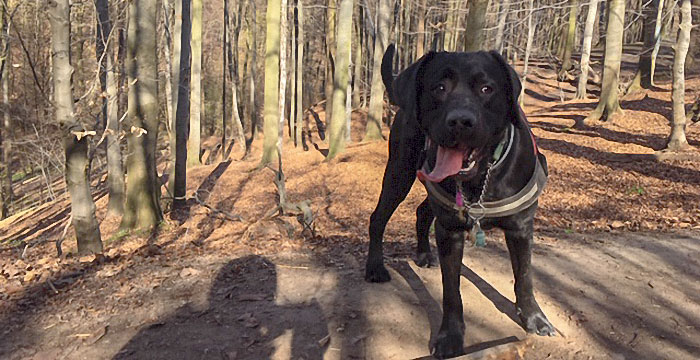 Atos, labrador do adopcji
