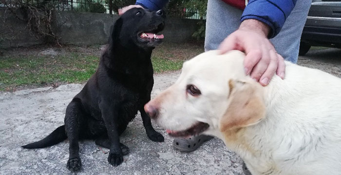Bianka i Betty, dwie labradorki do adopcji