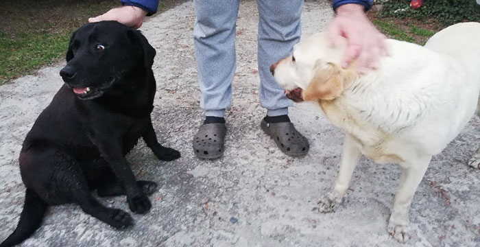 Bianka i Betty, dwie labradorki do adopcji