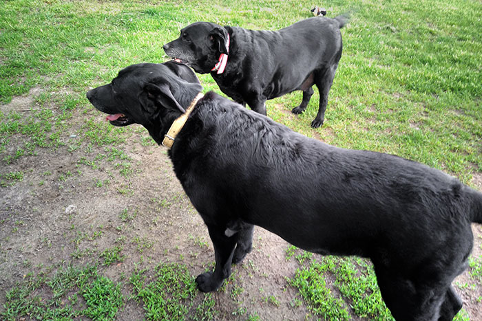 Tekila, labradorka do adopcji