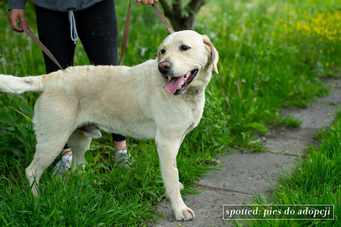 Luis, labrador do adopcji