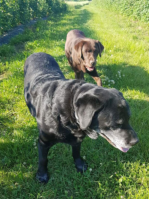 Labradory Roxy i Fado w potrzebie