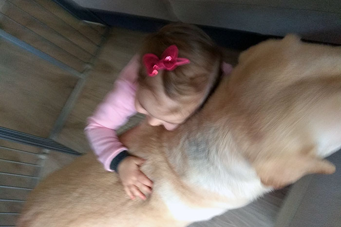 Benek, labrador do adopcji