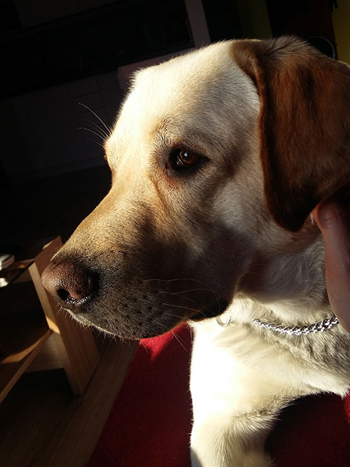 Benek, labrador do adopcji