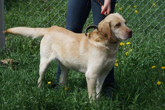 Ikson labrador do adopcji