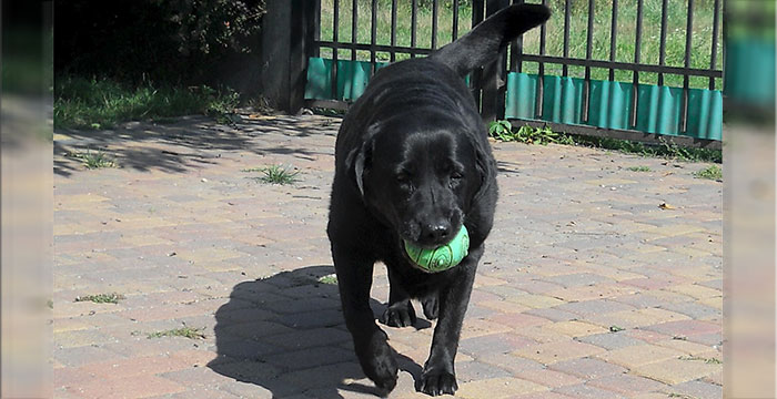 Helenka, labradorka do adopcji
