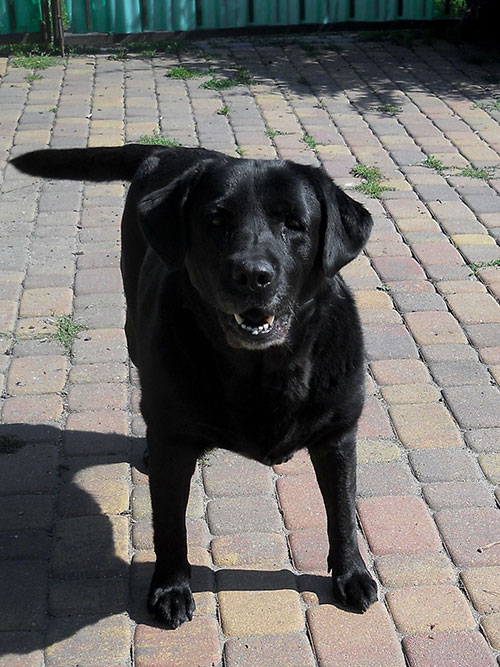 Helenka, labradorka do adopcji