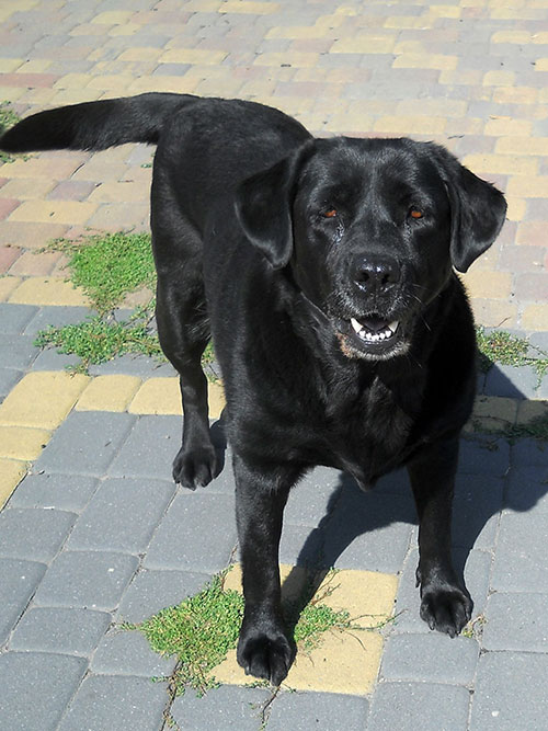 Helenka, labradorka do adopcji