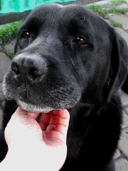 Helenka, labradorka do adopcji