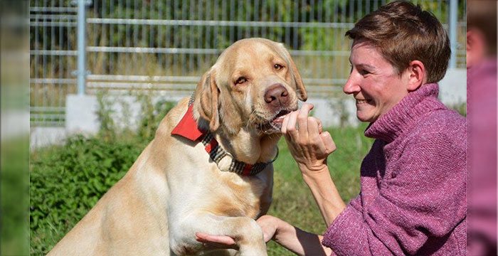 Salko, labrador do adopcji