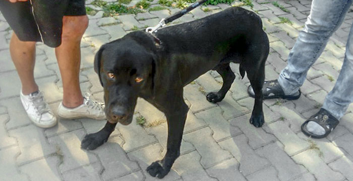 Tores - znaleziony labrador