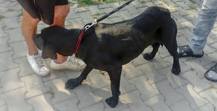 Tores - znaleziony labrador