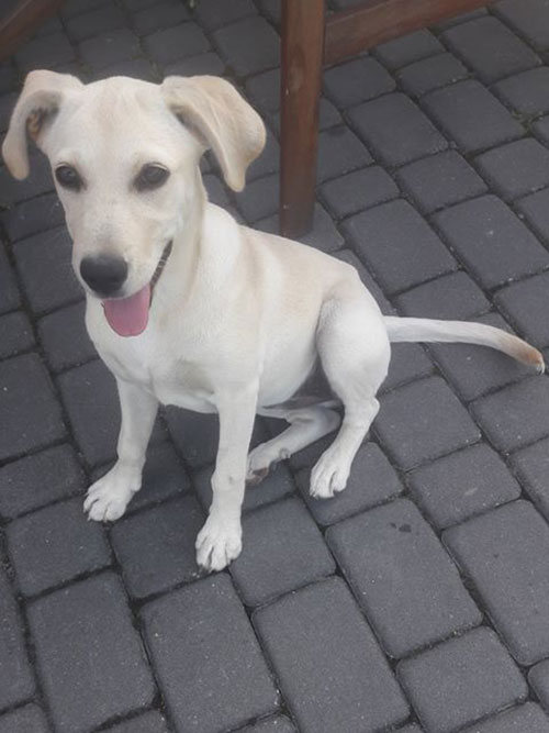 Sunia do adopcji