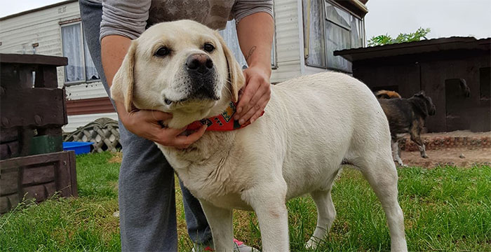 Nobi, labrador do adopcji