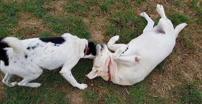 Nobi, labrador do adopcji