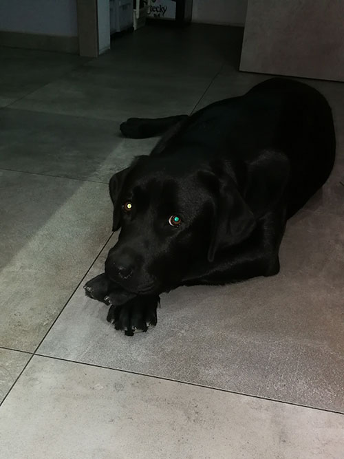 Labrador Houston