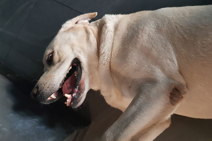 Labrador Nobi