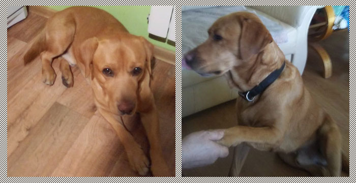 Labrador Rupert