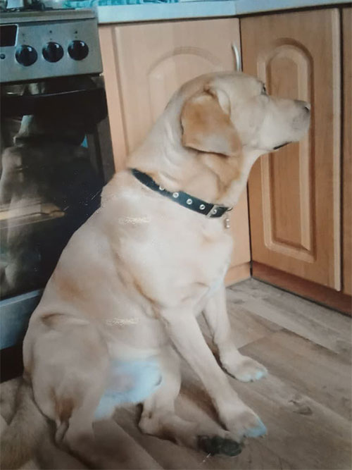 Labrador Rupert
