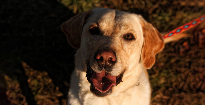 Fado, labrador do adopcji