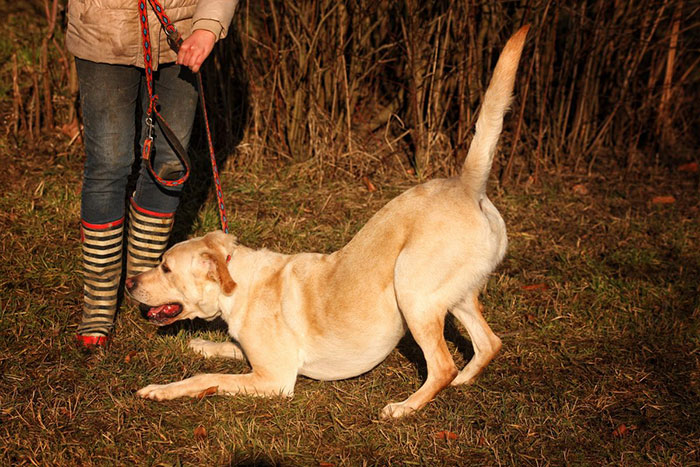 Fado, labrador do adopcji