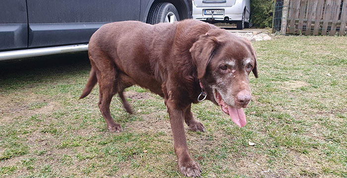 Labradorka Funia