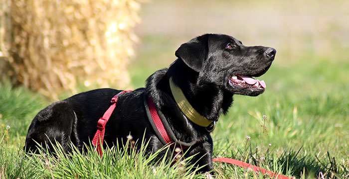 Ragnar, labrador do adopcji