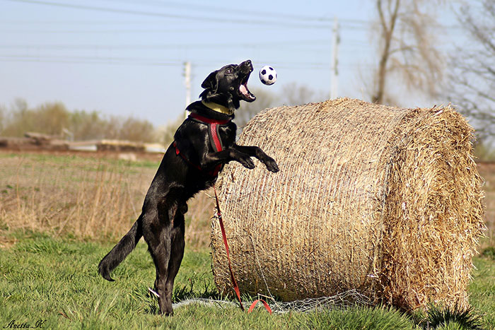 Ragnar, labrador do adopcji