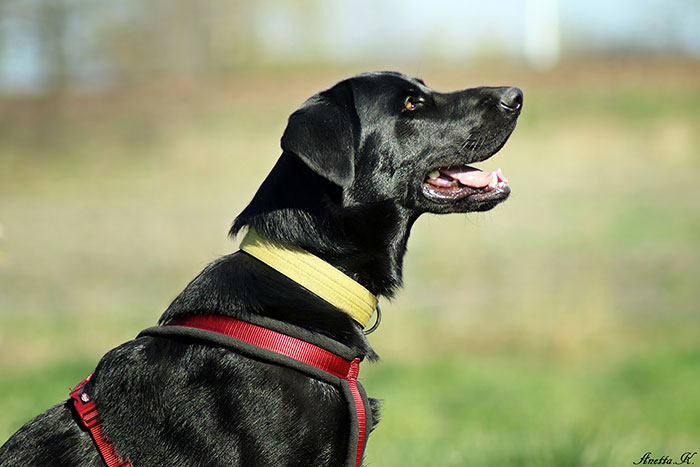 Ragnar, labrador do adopcji
