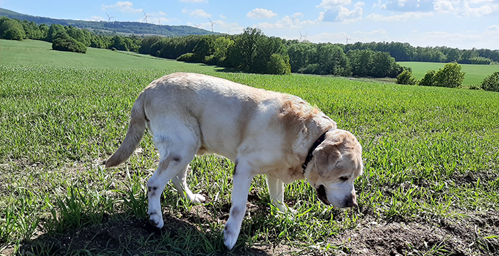 Labrador Fido