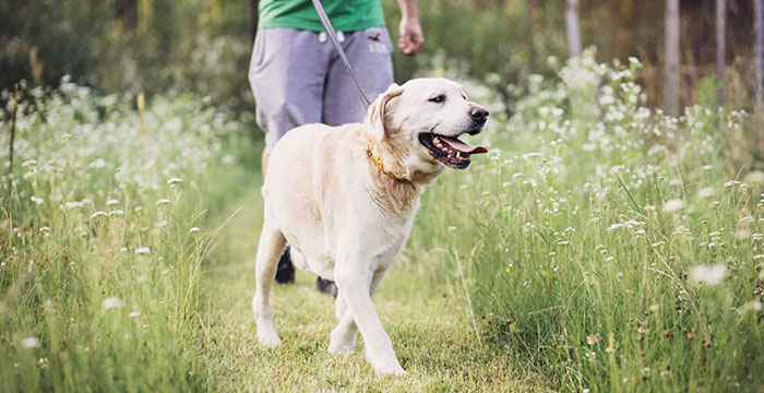 Ivo, labrador do adopcji