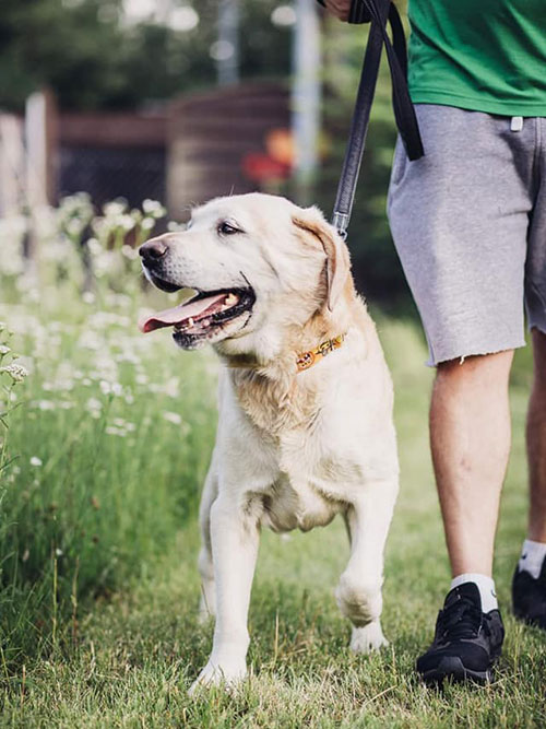 Ivo, labrador do adopcji