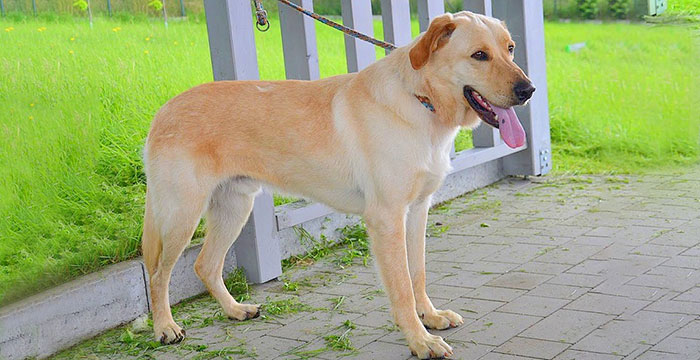 Satyr, pies do adopcji