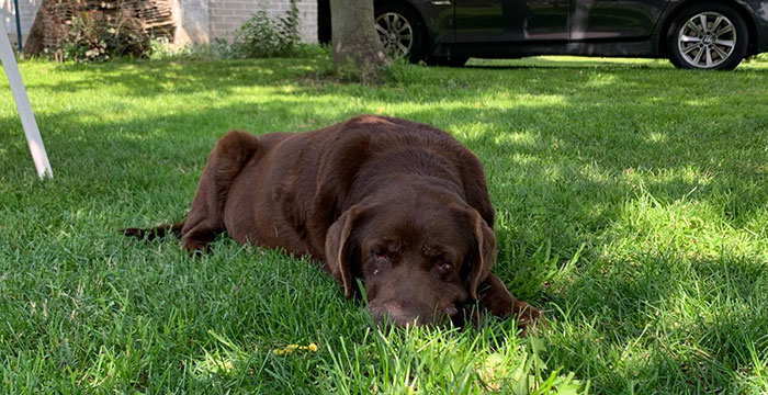 Mila, labradorka do adopcji