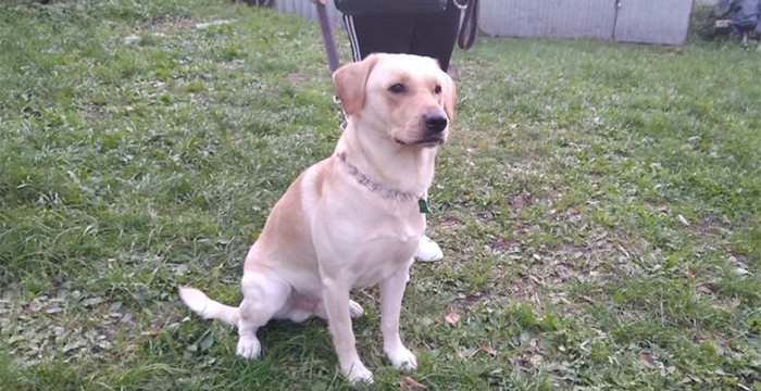 Bercik, labrador do adopcji