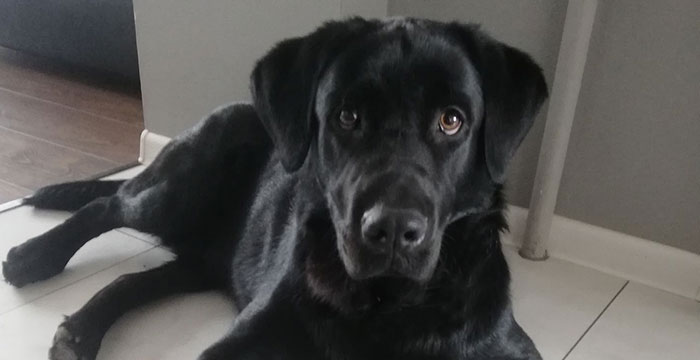 Baster, labrador do adopcji
