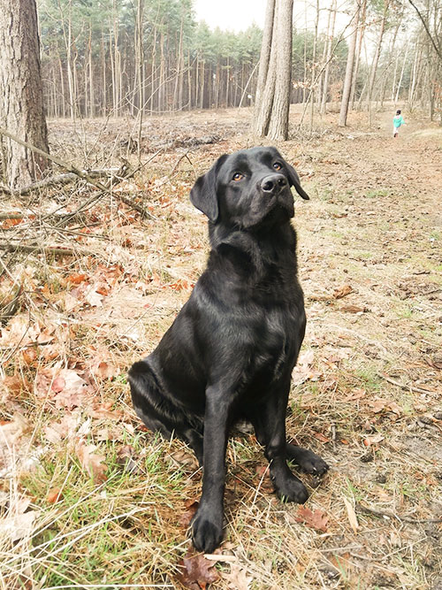 Baster, labrador do adopcji