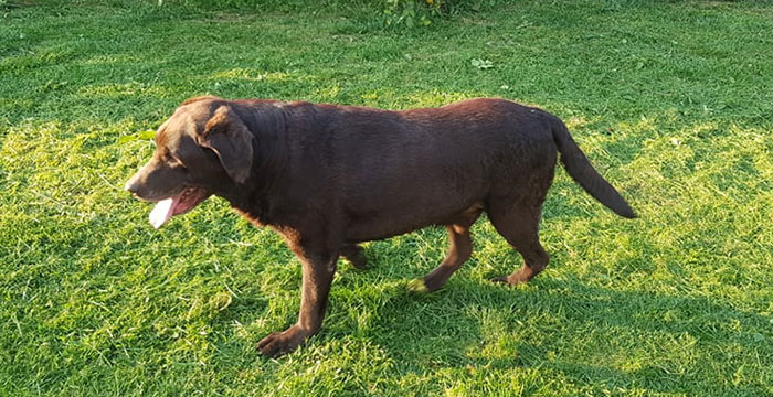 Bard labrador do adopcji
