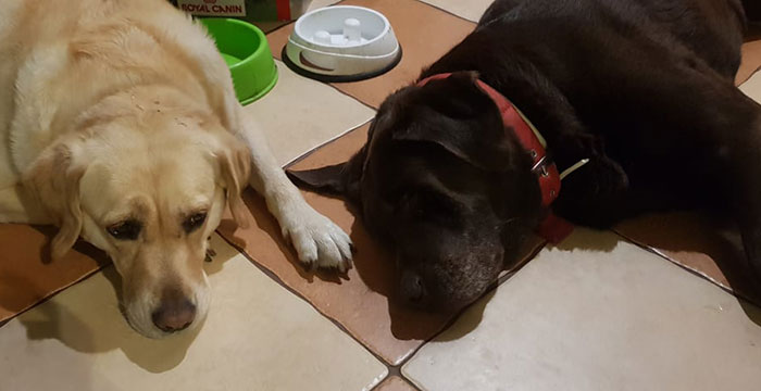Bard labrador do adopcji