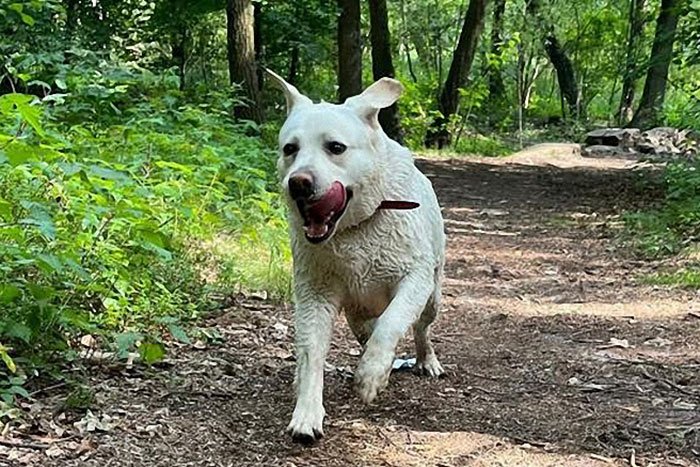 Zara, labradorka do adopcji