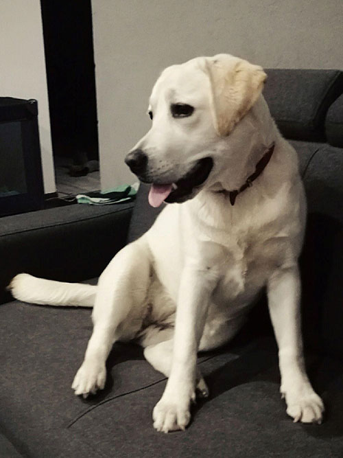 Zara, labradorka do adopcji