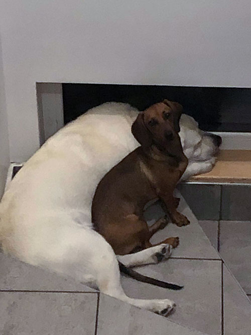 Zara, labradorka do adopcji