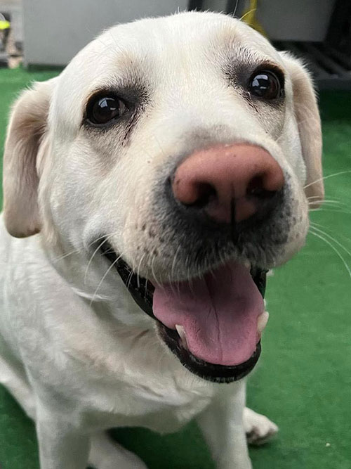 Zara, labradorka do adopcji